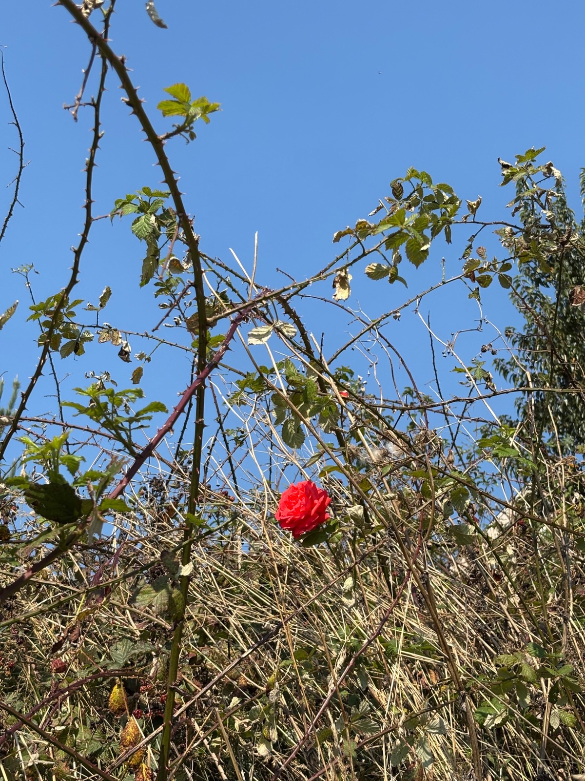 IMG_7841_web