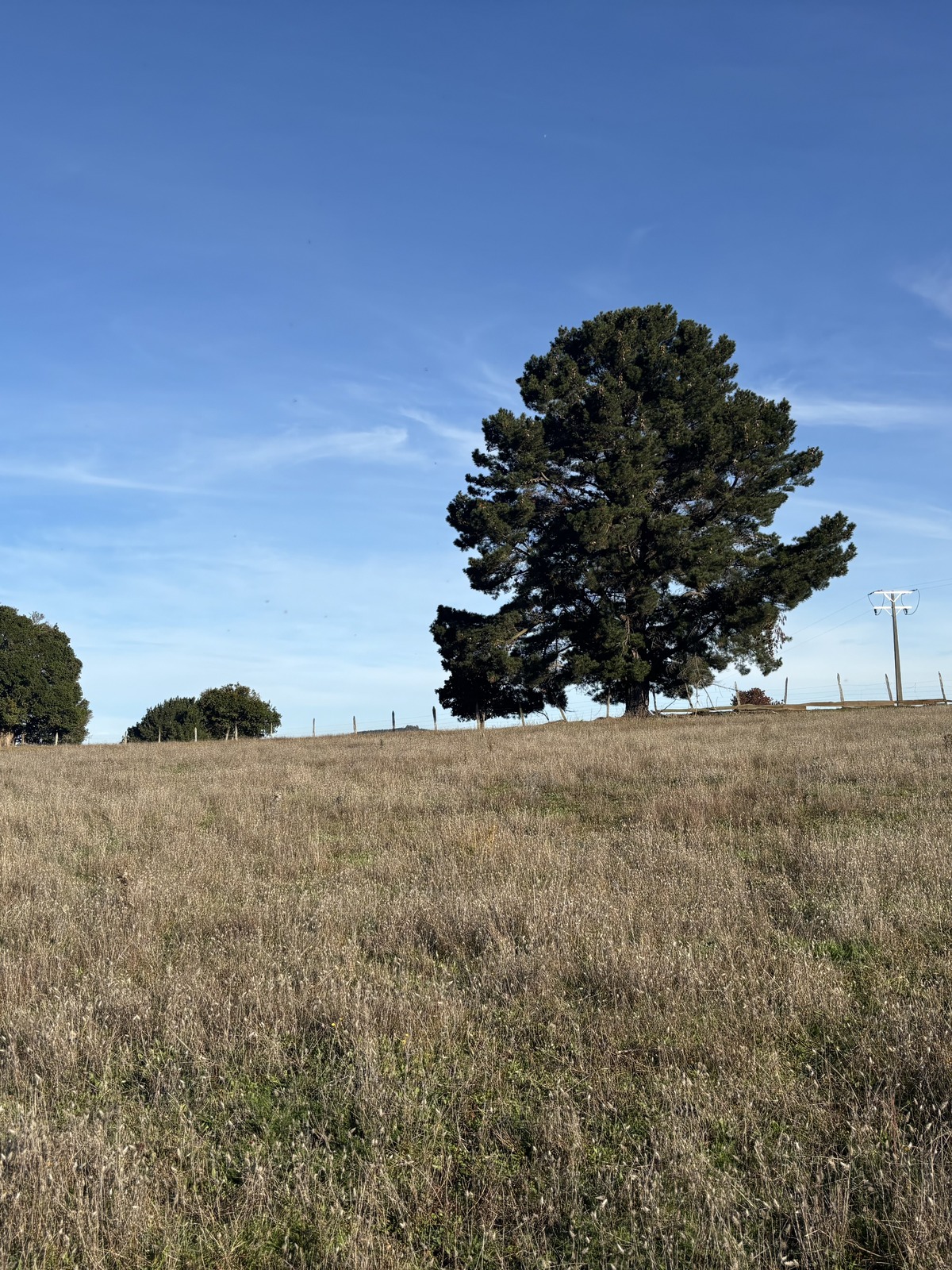 web_02_pino_solitario