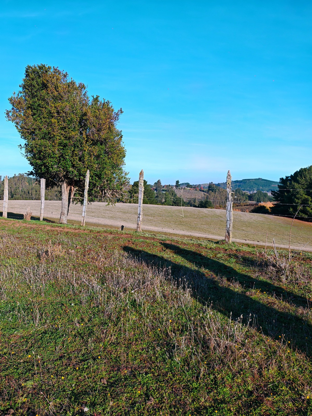 web_04_arbol_postes